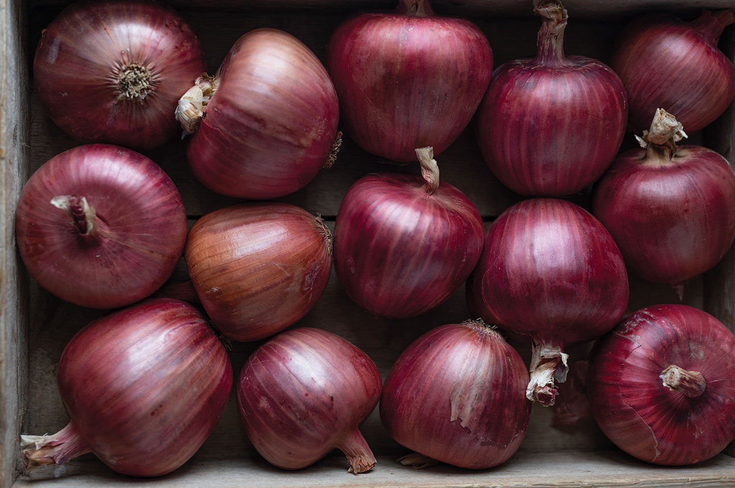 Rossa di Milano – Organic Pelleted Onion Seed