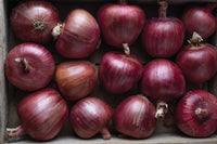 Rossa di Milano – Organic Pelleted Onion Seed