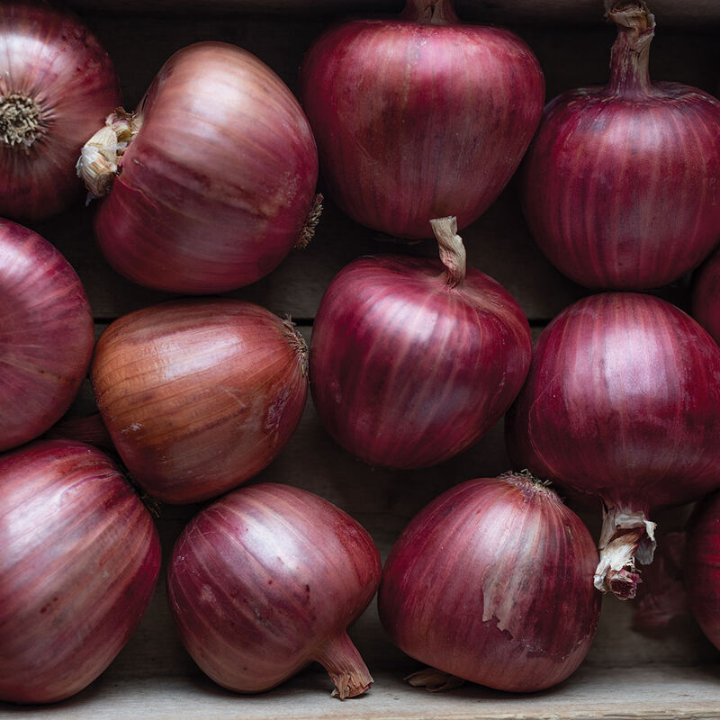 Rossa di Milano – Organic Pelleted Onion Seed