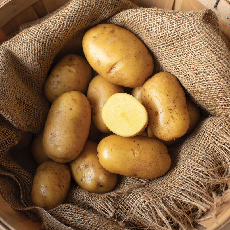Natascha – Seed Potatoes