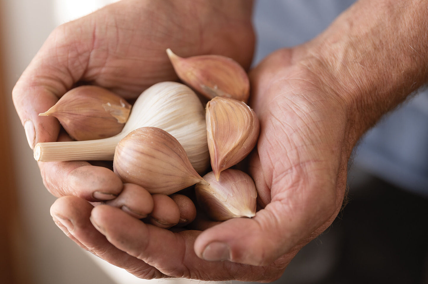 Music – Garlic Bulbs