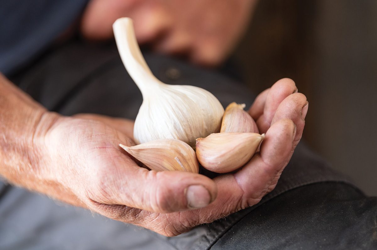 German Extra Hardy – Garlic s