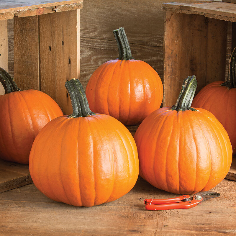 Charisma PMR – Pumpkin Seed