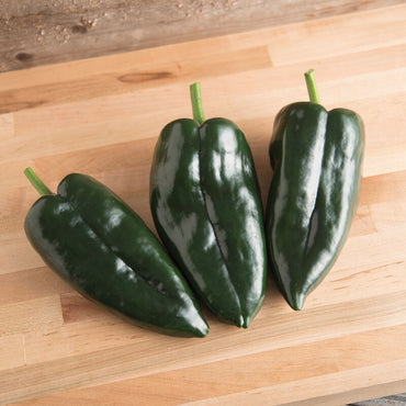 Sargento – Poblano Pepper Seed