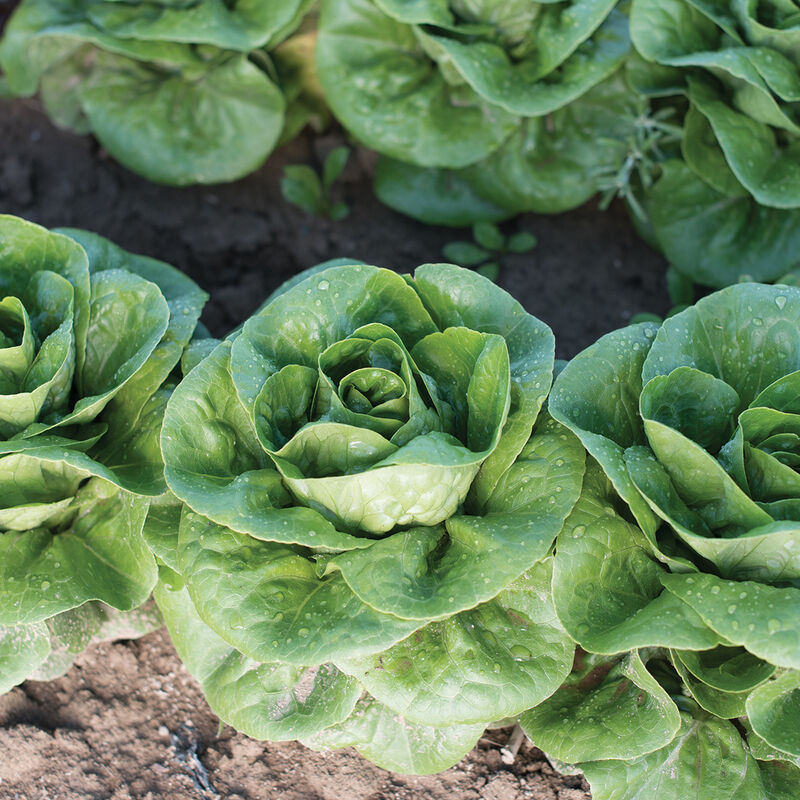 Little Gem-Type Trio – Bibb Lettuce Varieties