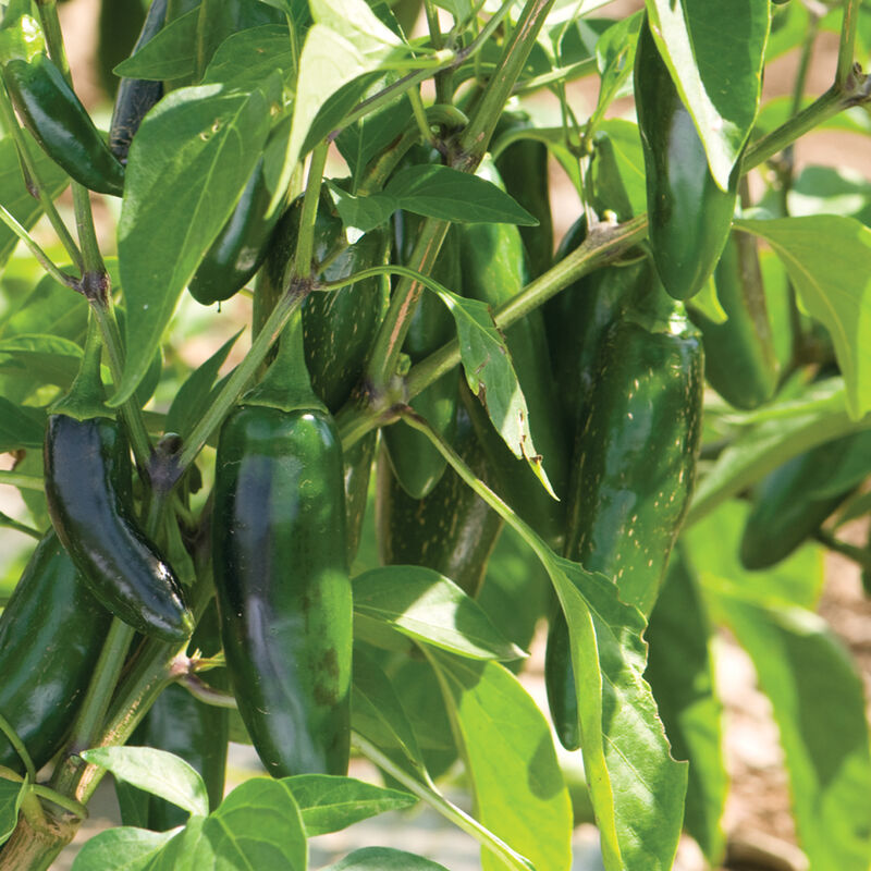 Jalafuego – Organic Jalapeno Pepper Seed