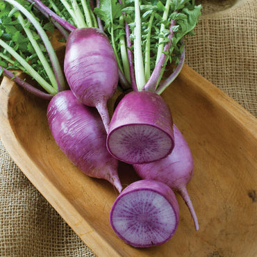 KN-Bravo – Purple Daikon Radish Seeds