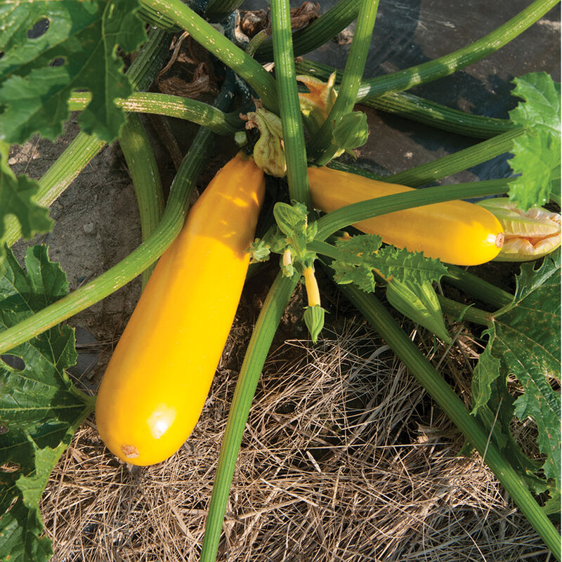 Butterfingers – Organic Yellow Summer Squash Seed