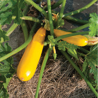 Butterfingers – Organic Yellow Summer Squash Seed