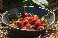 Elan – Strawberry Seed