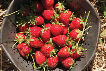 Elan – Strawberry Seed