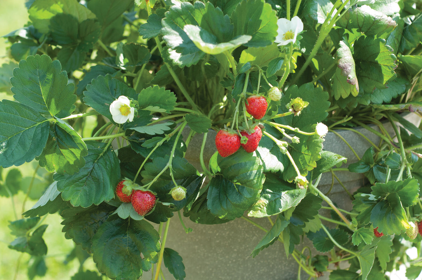 Elan – Strawberry Seed