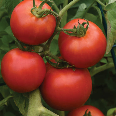 Favorita – Tomato Seed