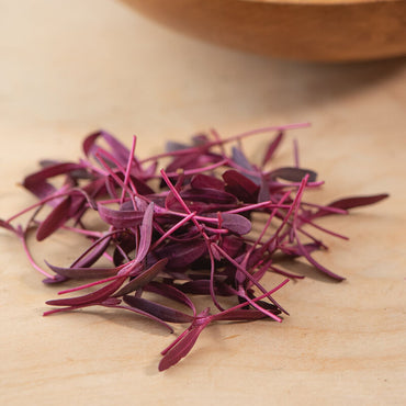 Orach, Ruby Red – Organic Microgreen Seed