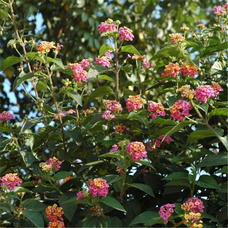 Egrow Lantana Seeds