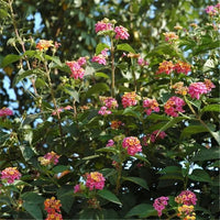 Egrow Lantana Seeds