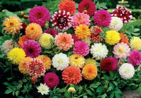 Pure Passion Dahlia Mixture