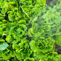 Italian Lettuce Seeds
