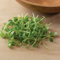 Kale, Toscano – Microgreen Seed
