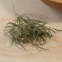 Fennel, Bronze – Organic Microgreen Seed