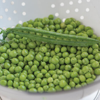 Premium – Treated Pea Seed