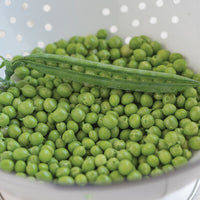 Premium – Treated Pea Seed
