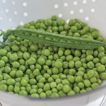 Premium – Treated Pea Seed