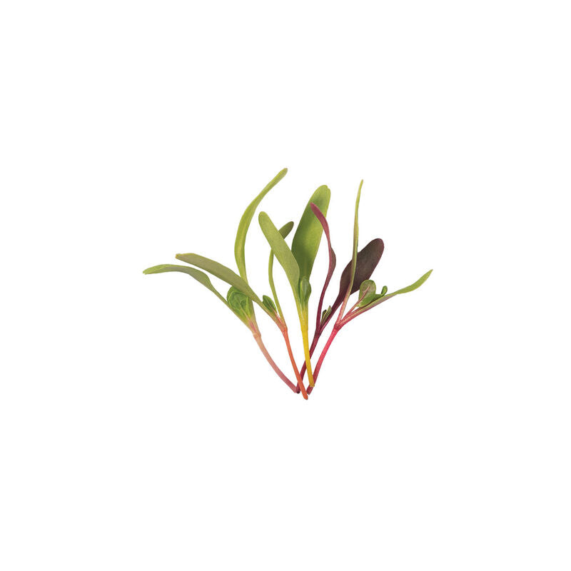 Chard, Bright Lights – Microgreen Seed