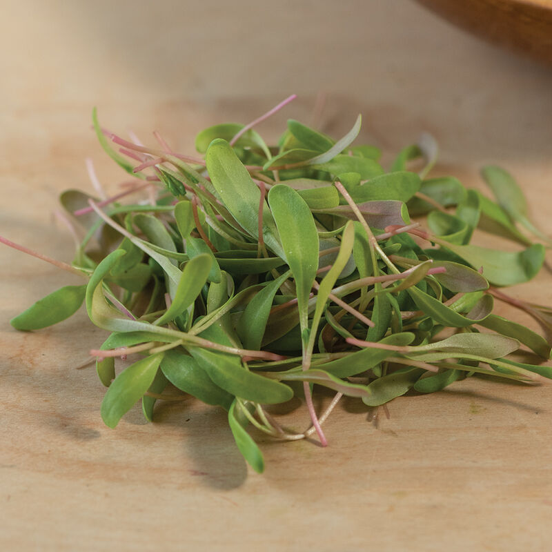 Chard, Pink Stem – Organic Microgreen Seed