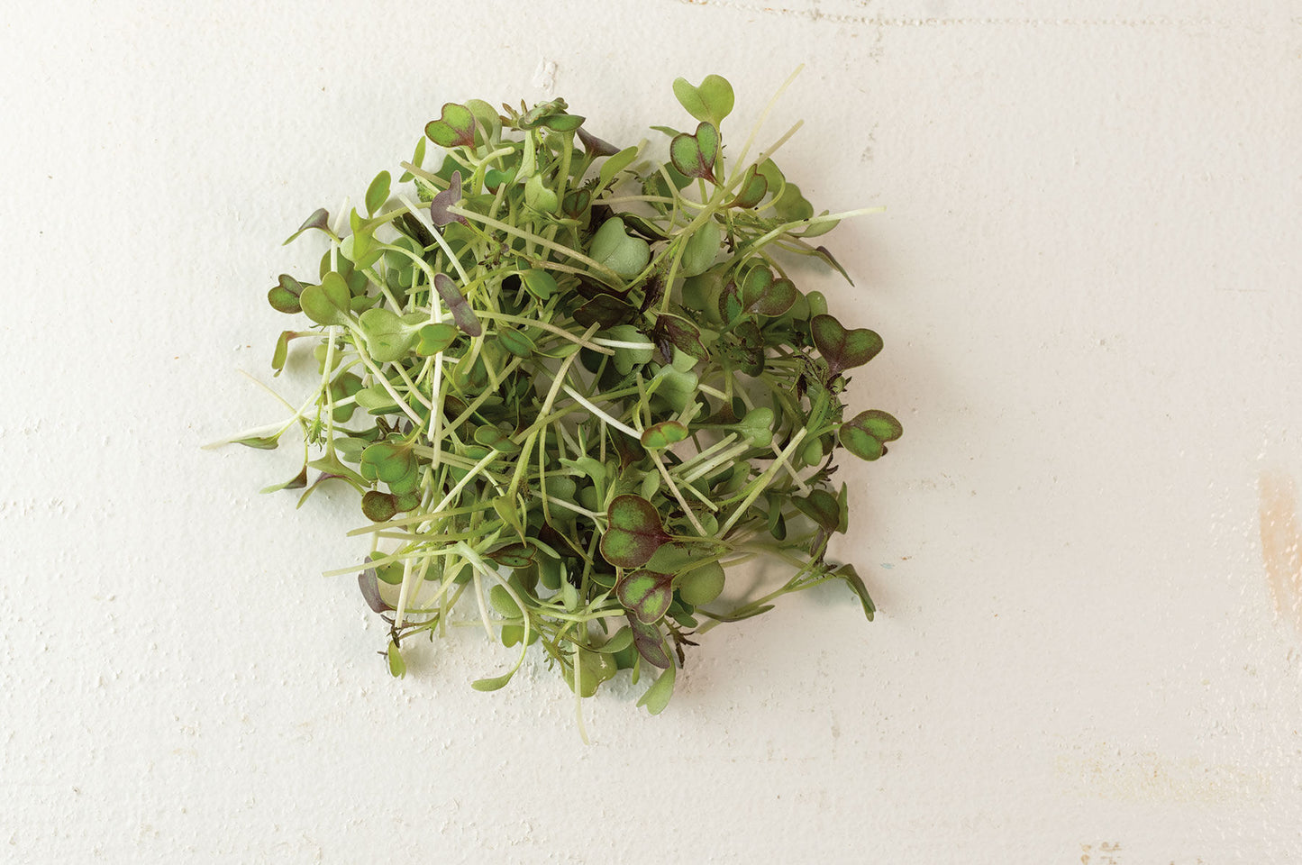 Kale – Organic Microgreen Seed