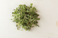 Kale – Organic Microgreen Seed