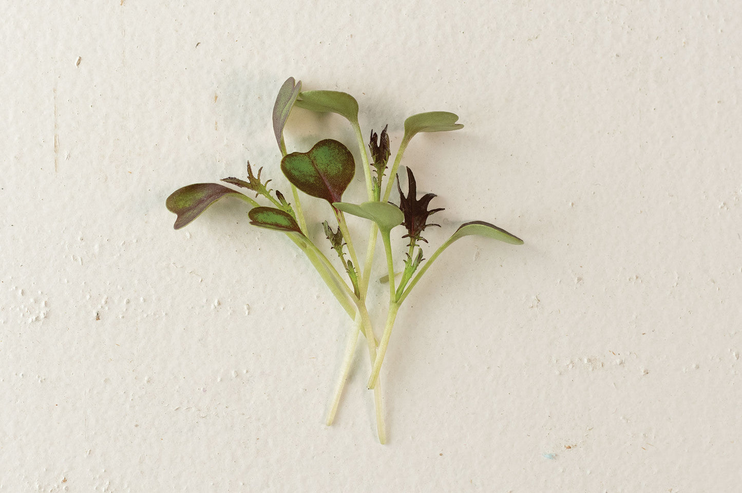 Kale – Organic Microgreen Seed