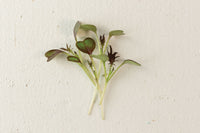 Kale – Organic Microgreen Seed