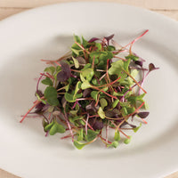Chicory, Bianca Riccia – Microgreen Seed