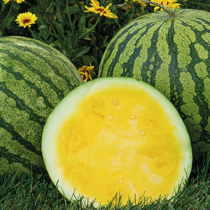 Buttercup watermelon Citrullus lanatus seeds for summer garden
