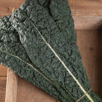 Mamba – Organic Kale Seed