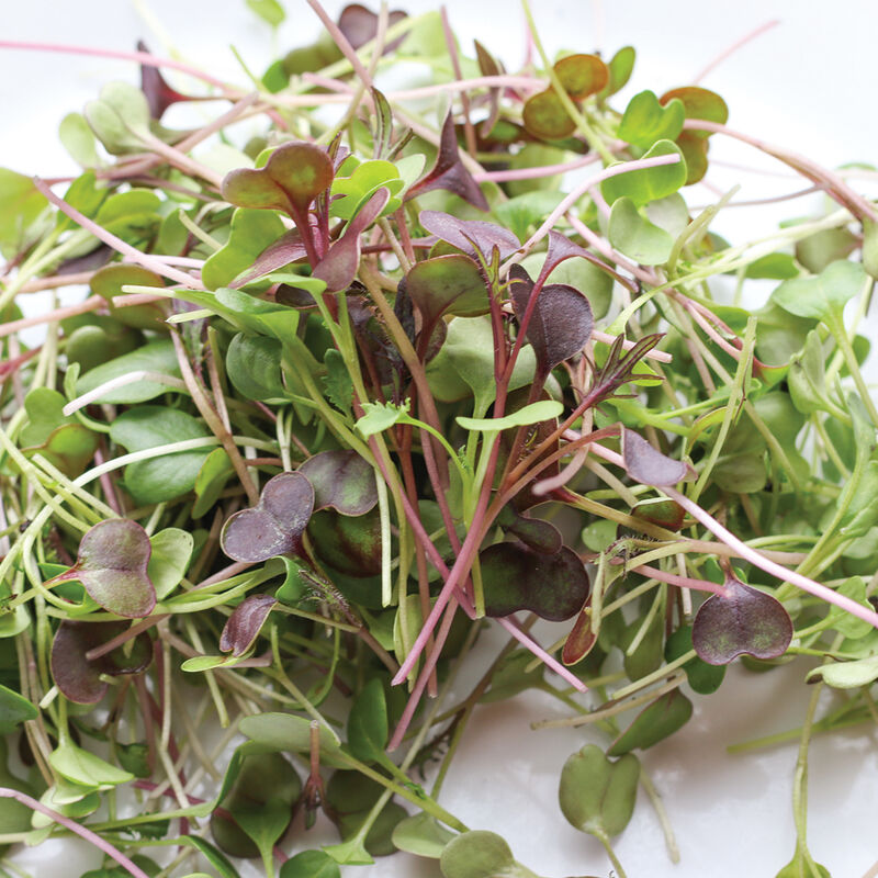 Kale – Organic Microgreen Seed