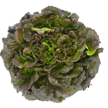 Salanova Hydroponic Red Batavia – Pelleted Lettuce Seed