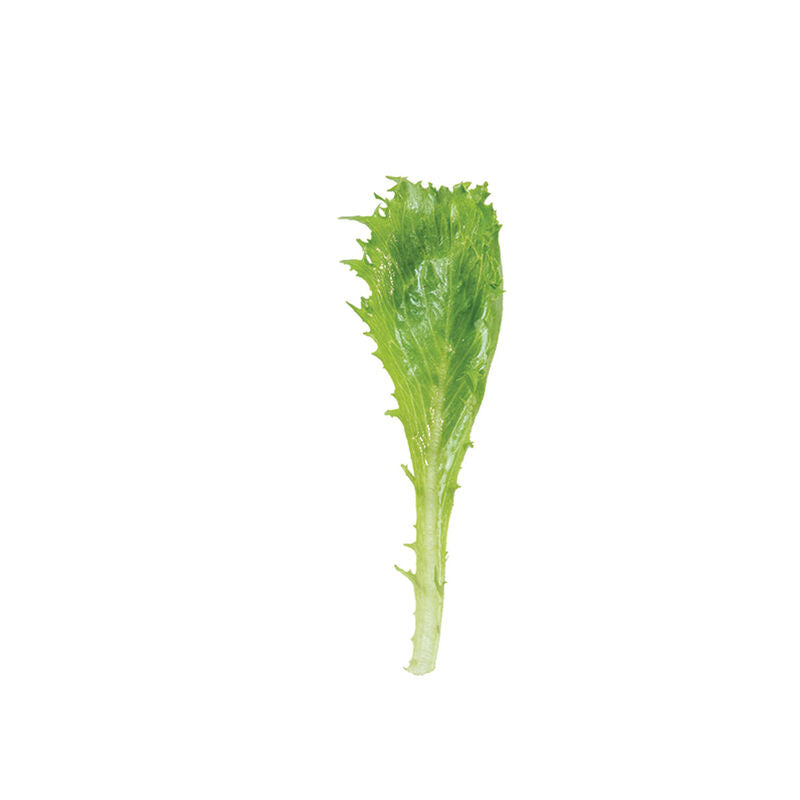 Riptide – Organic Pelleted Lettuce Seed
