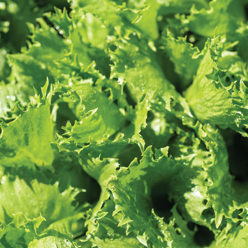 Riptide – Organic Pelleted Lettuce Seed