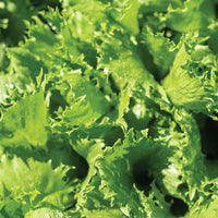 Riptide – Organic Pelleted Lettuce Seed