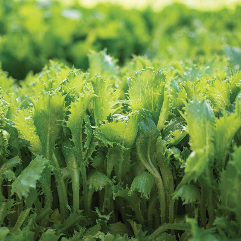 Riptide – Organic Lettuce Seed