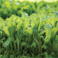 Riptide – Organic Lettuce Seed