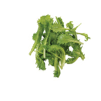 Riptide – Organic Lettuce Seed