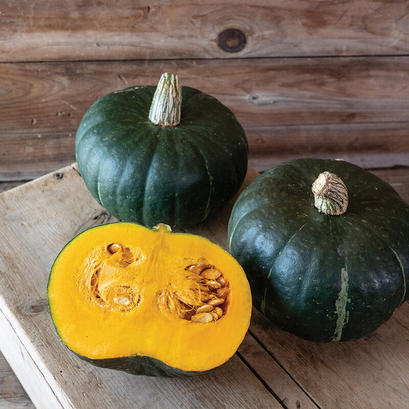 Mambo – Organic Kabocha Squash Seed