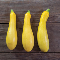 Butterfingers – Organic Yellow Summer Squash Seed
