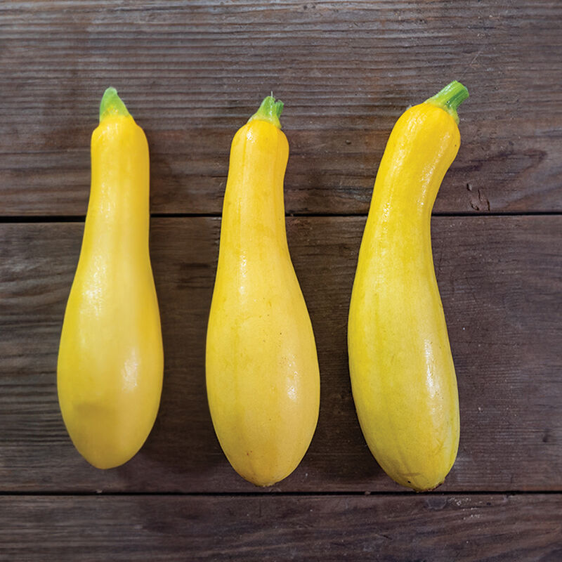 Butterfingers – Organic Yellow Summer Squash Seed