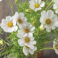 Cosmos- Versailles White
