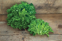 Ezpark – Organic Pelleted Lettuce Seed