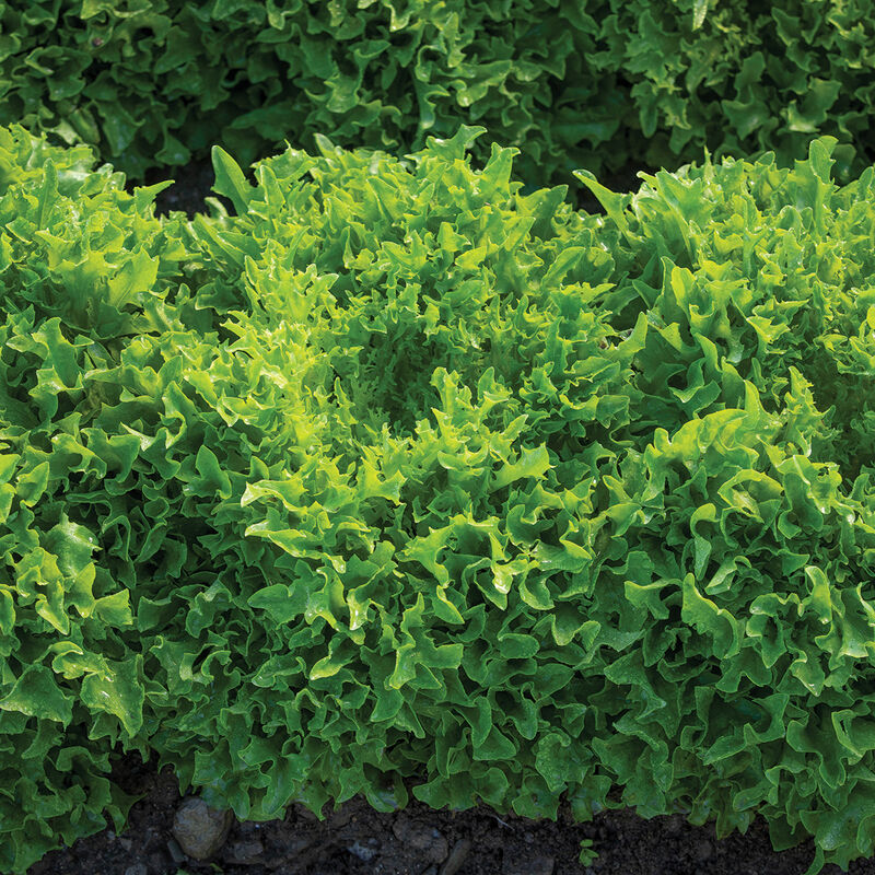 Ezpark – Organic Pelleted Lettuce Seed